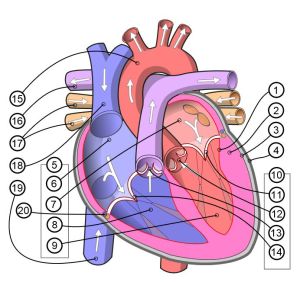 Corazón – Cardiacos.net